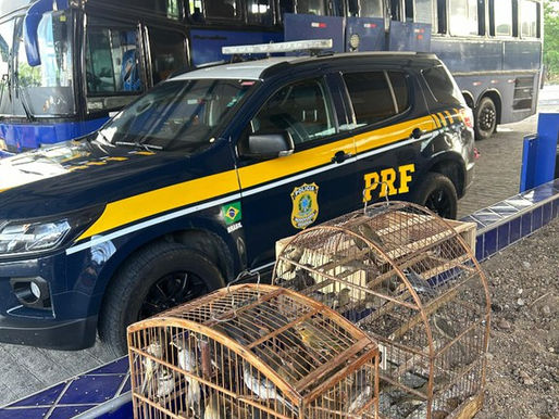 PRF combate crime ambiental e resgata 97 aves de maus-tratos, em Canapi/AL