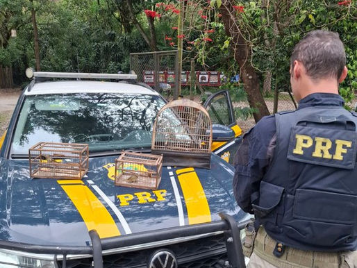 PRF flagra transporte ilegal de aves silvestres na Rodovia Fernão Dias