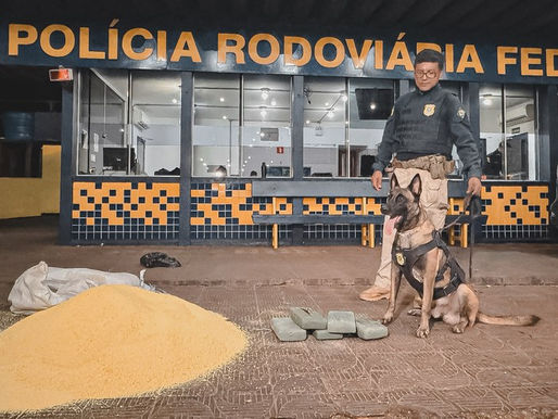 PRF apreende skunk em encomenda de farinha em Rondonópolis-MT