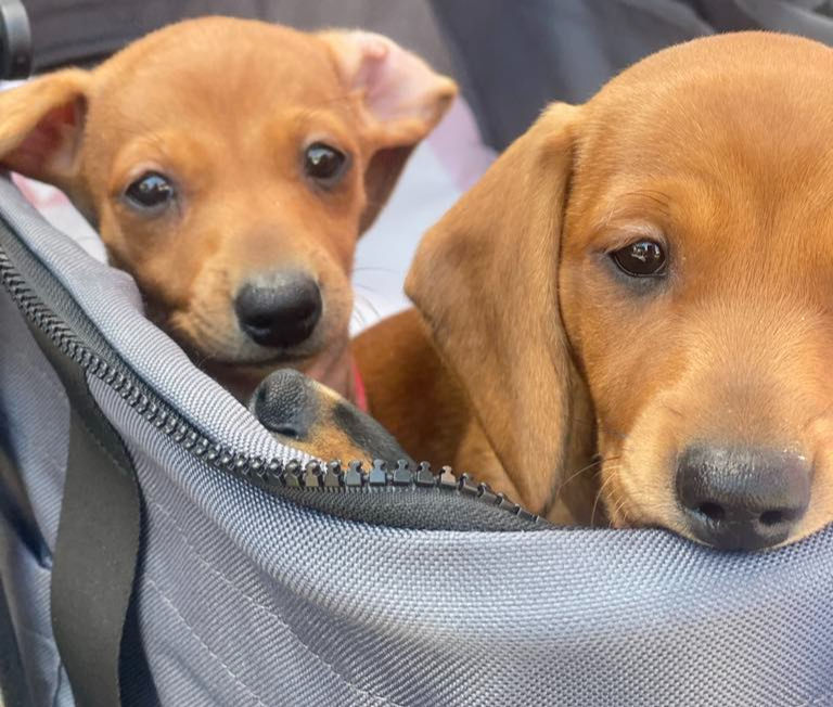 New Raw Supplemental Kibble