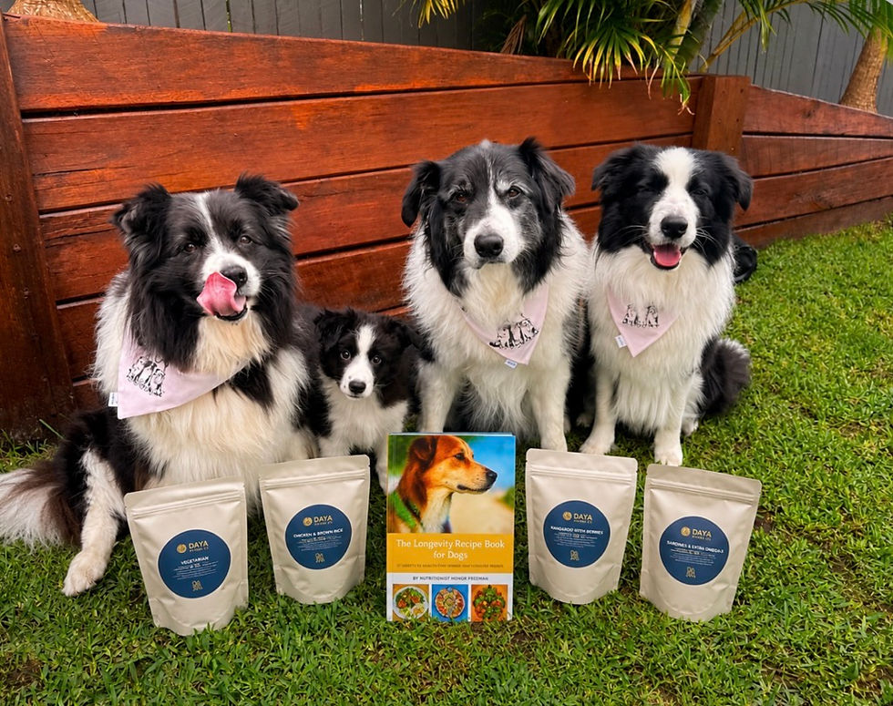 Can a Vegetarian Diet Support Longevity for Dogs?