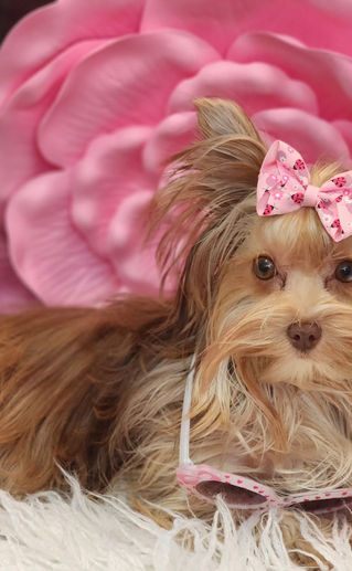 Exotic Yorkie Dam - Starlite