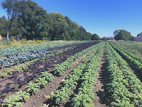 Row of kale and greens in a farm field