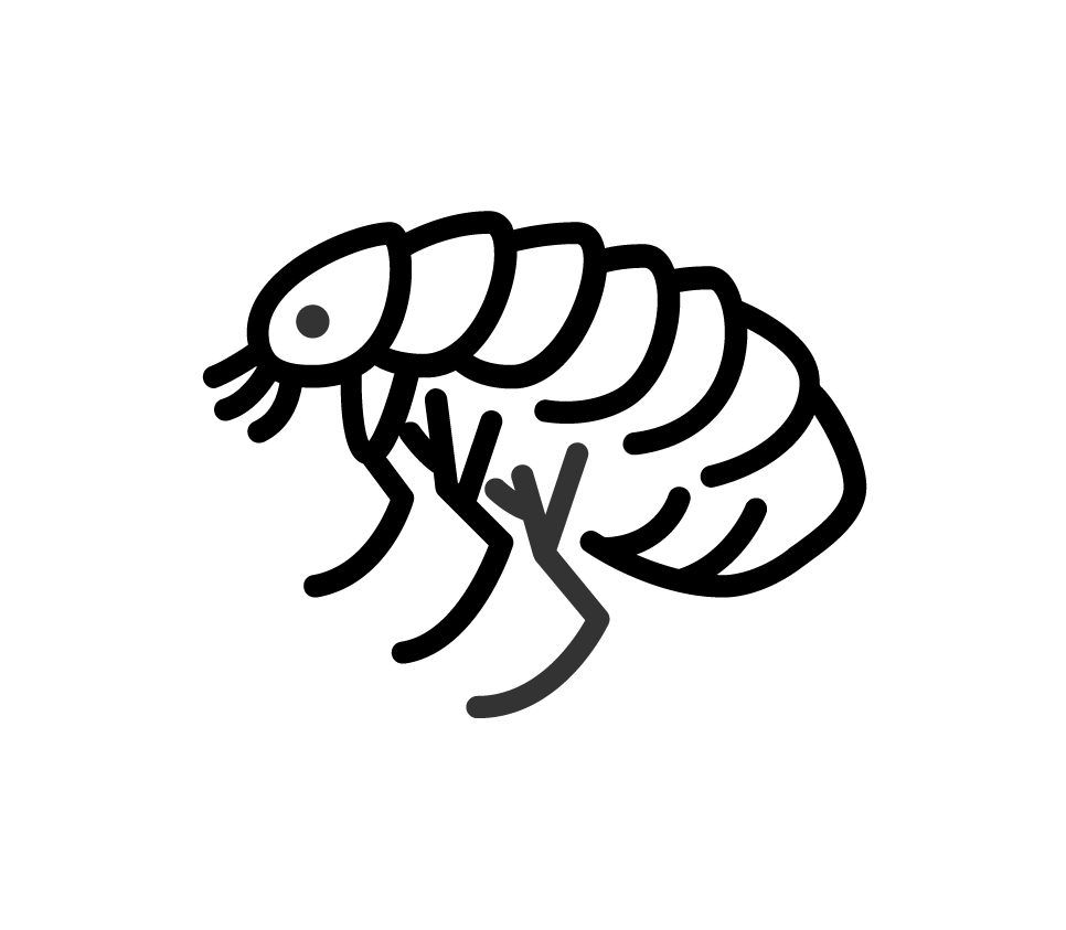 Black line icon of a flea in profile, with a segmented body, distinct legs, and large mouthparts.