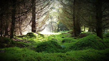 Waldlichtung mit Moosbewachs und Sonnenstrahlen