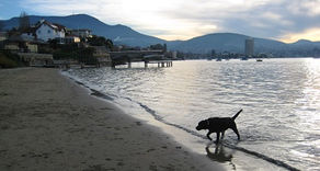 Intention to declare Dog exercise areas