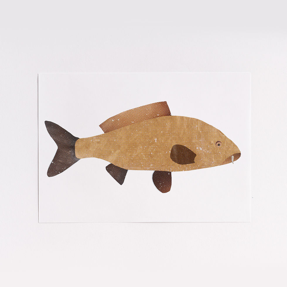 Thumbnail: British Freshwater Fish