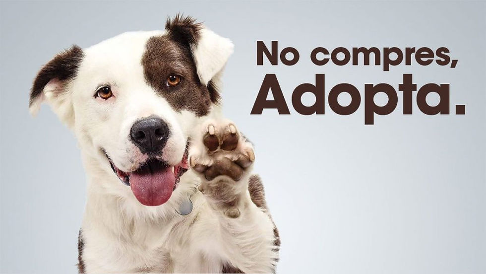 No-compres-adopta