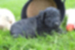4 weeks Biscotti