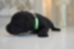 2 weeks old Pistachio