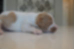 2 weeks old Onyx