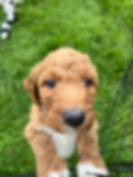 8 weeks