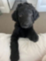 8 weeks