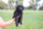 6 weeks old Merigold