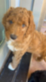 8 weeks