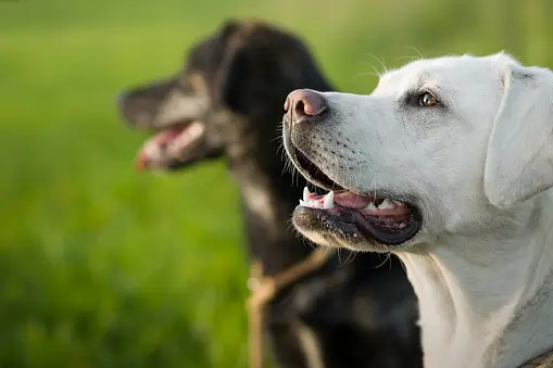 istockphoto-898491094-170667a.webp