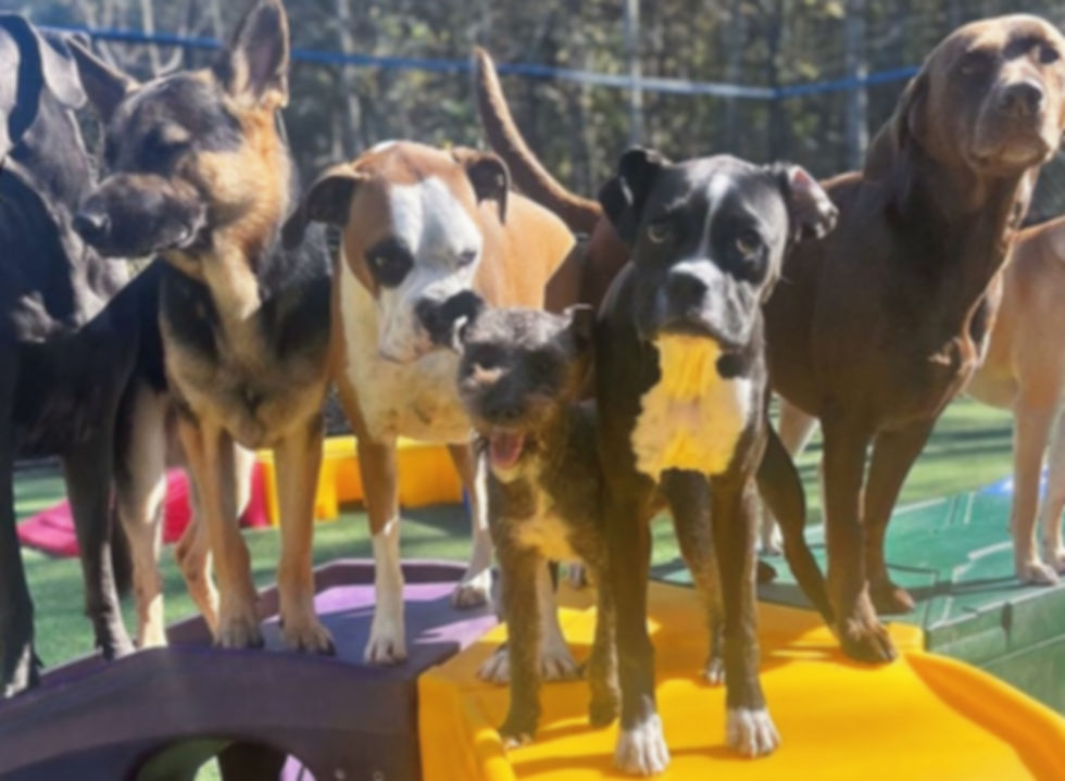 dog daycare
