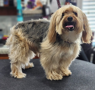 yorkie-before-grooming-dallas-ga.jpg
