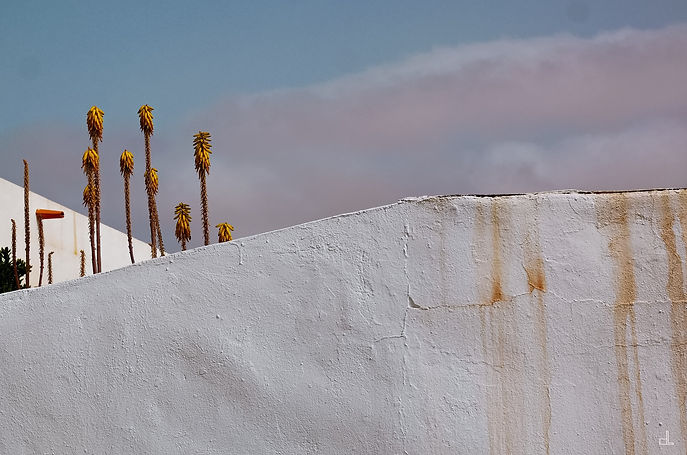 christian lefevre photographe art contemporain canaries fuerteventura aloe vera.jpg