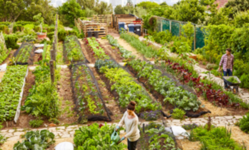 Garden example.jpeg