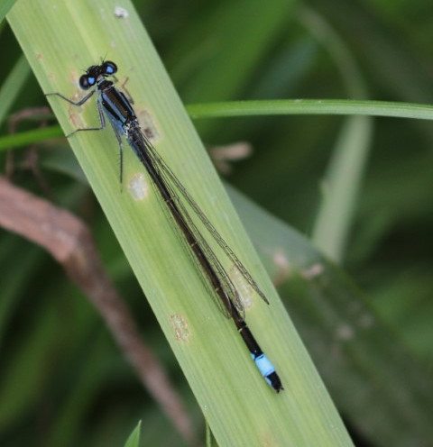IMG_9948 blue tailed damsel fly (Small).