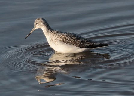 green shank