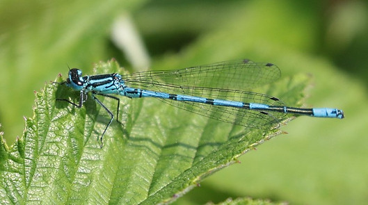 IMG_9730 azure damsel fly (Small).jpg