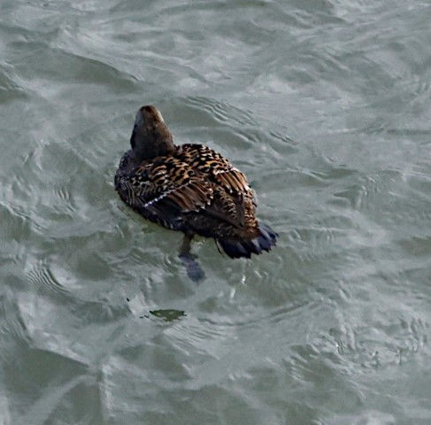 _29A0324female eider (Small).JPG