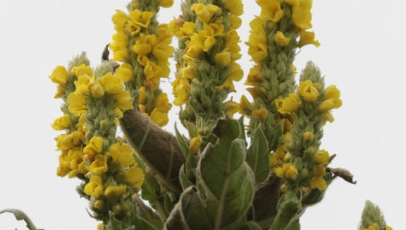 Great mullein