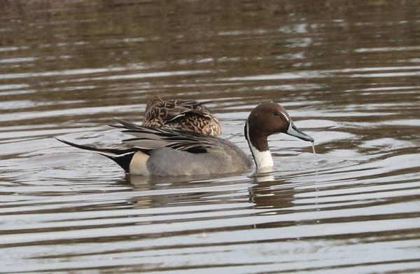 IMG_6569pintail (Small).JPG