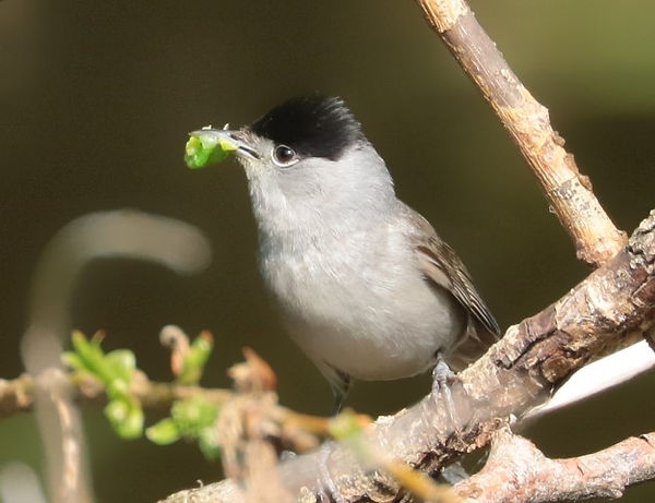 IMG_9651 black cap (Small).jpg