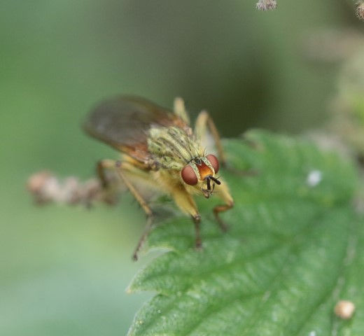 IMG_9318yellow dung fly (Small).JPG