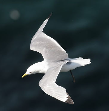 3C9A7791fulmar (Small).jpg