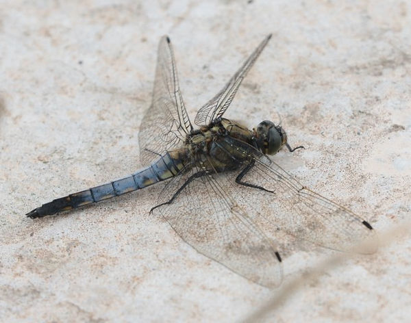 IMG_0094black tailed skimmer (Small).JPG