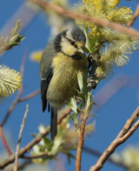 IMG_8123blue tit (Small).JPG