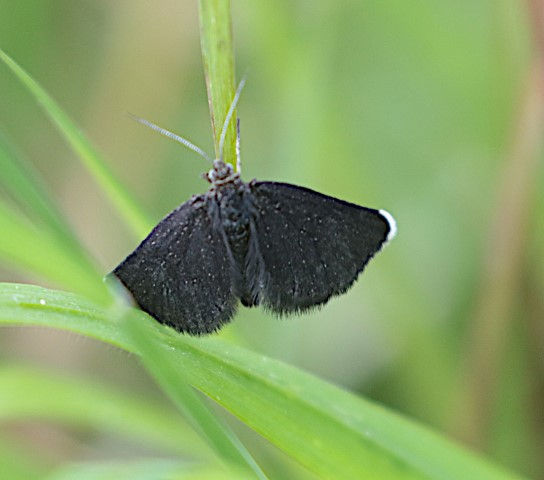 IMG_9141chimney sweeeper moth (Small).JP