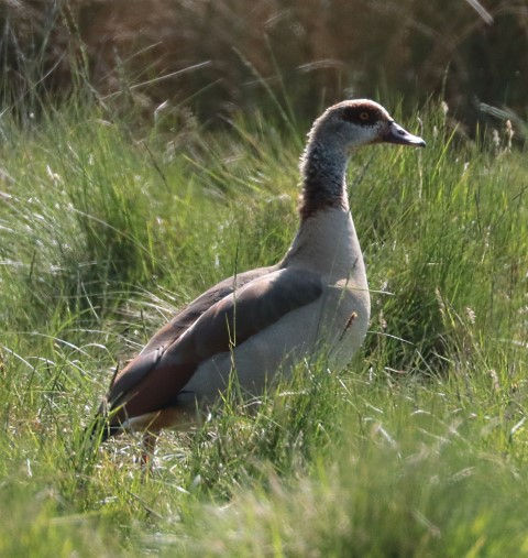 IMG_9427 egyptian goose (Small).jpg