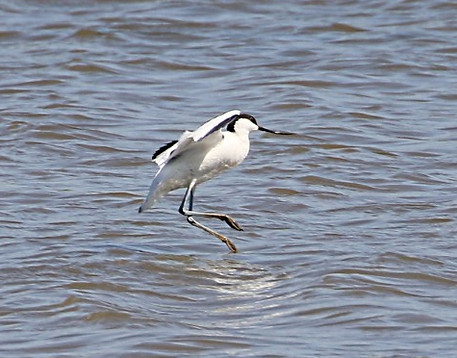 IMG_5603 avocet (Small).jpg
