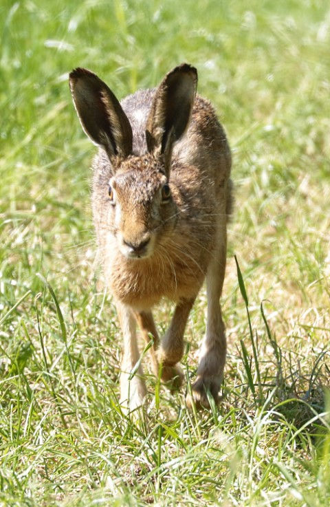 IMG_0161 hare (Small).jpg