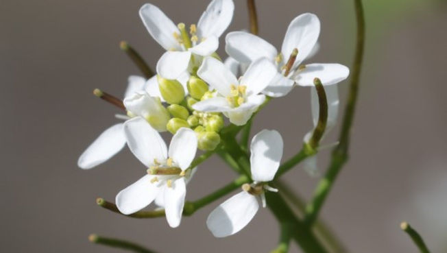 Garlic mustard 