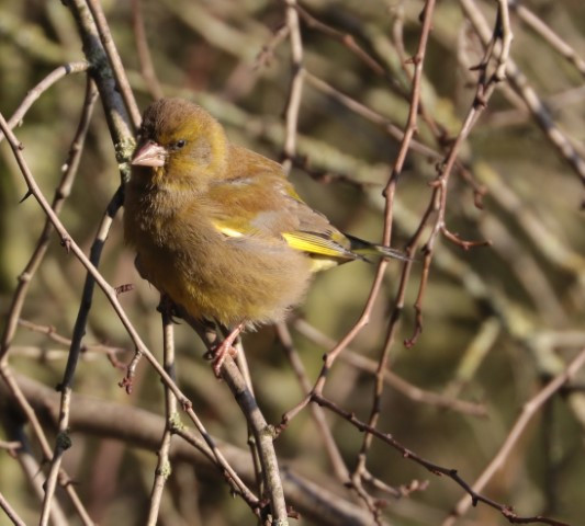 IMG_4392GREENFINCH (Small).JPG