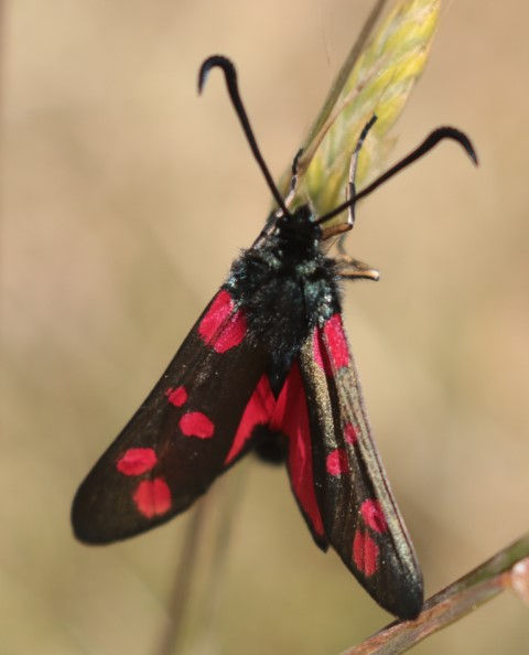 IMG_10925 spot burnett (Small).JPG