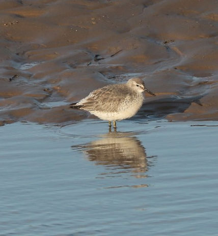 IMG_3894 sanderling (Small).jpg
