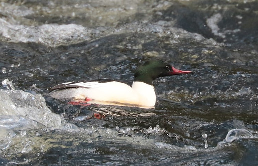 goosander_6933 (Small).JPG