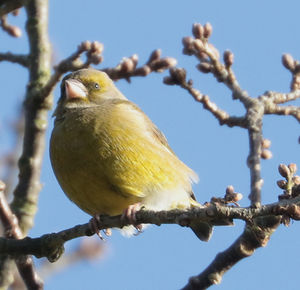 Greenfinch