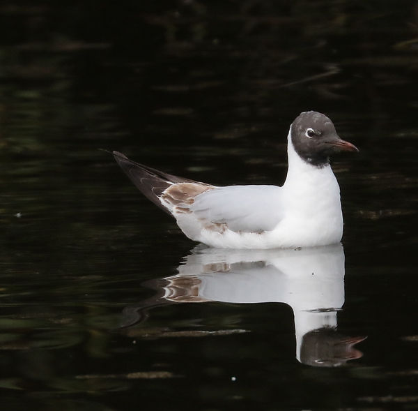 IMG_7813 black headed gull.jpg