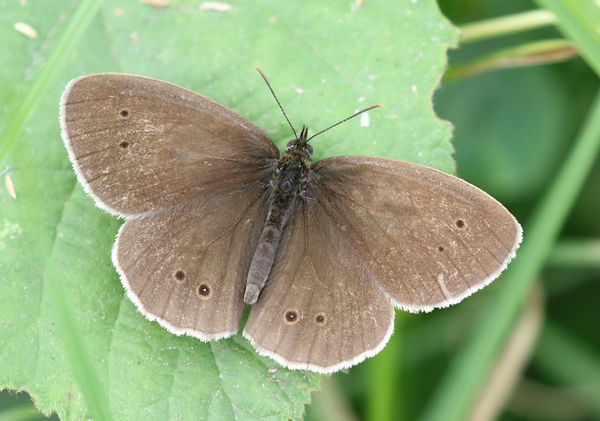 IMG_6428 ringlet (Small).jpg