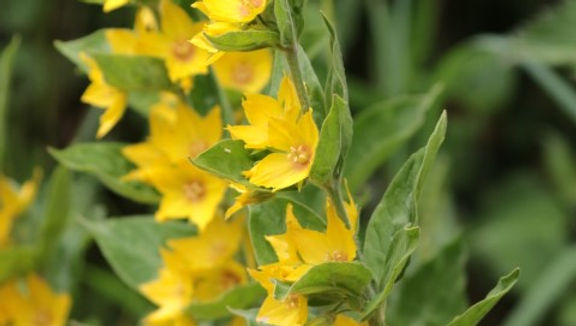 Dotted loosestrife