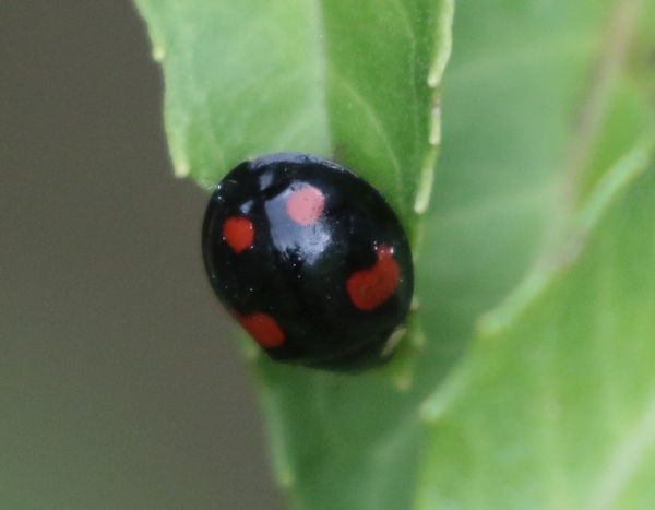 IMG_2374pine ladybird (Small).JPG