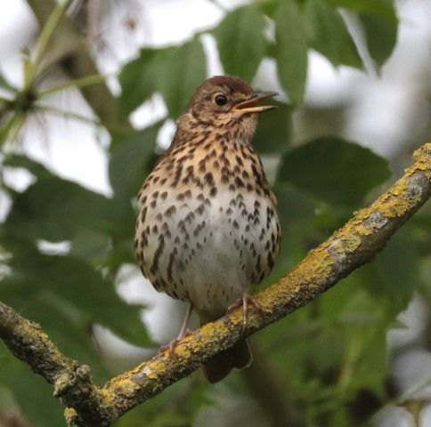 IMG_9918thrush (Small).JPG